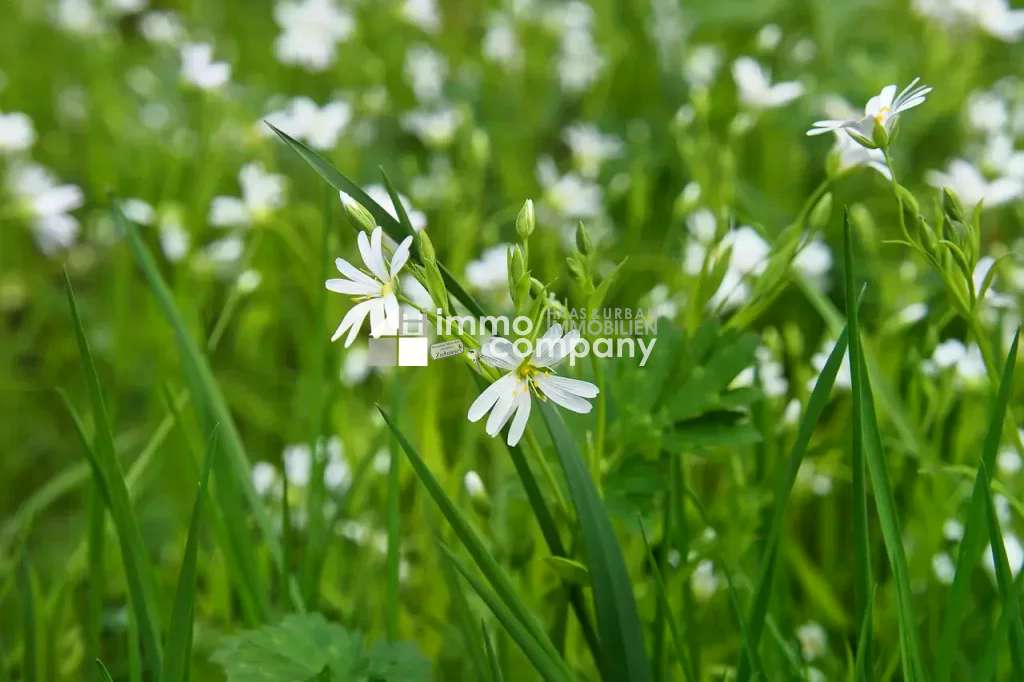  قطعة أرض في Wiener Neustadt, Austria رقم 43458