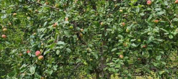  Land in Suhl, Germany No. 240189 9