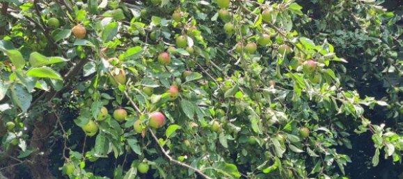  Land in Suhl, Germany No. 240189 7