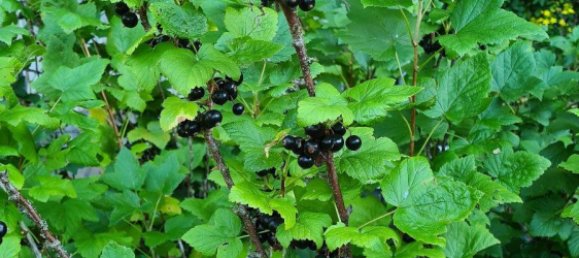  Land in Suhl, Germany No. 240189 6