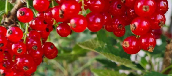  Land in Suhl, Germany No. 240189 5