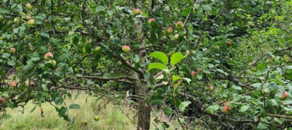  Land in Suhl, Germany No. 240189 8