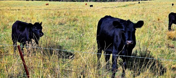  قطعة أرض في Glanmire, Australia 1027902متر مربع رقم 798 5