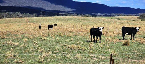  قطعة أرض في Glanmire, Australia 1027902متر مربع رقم 798 14