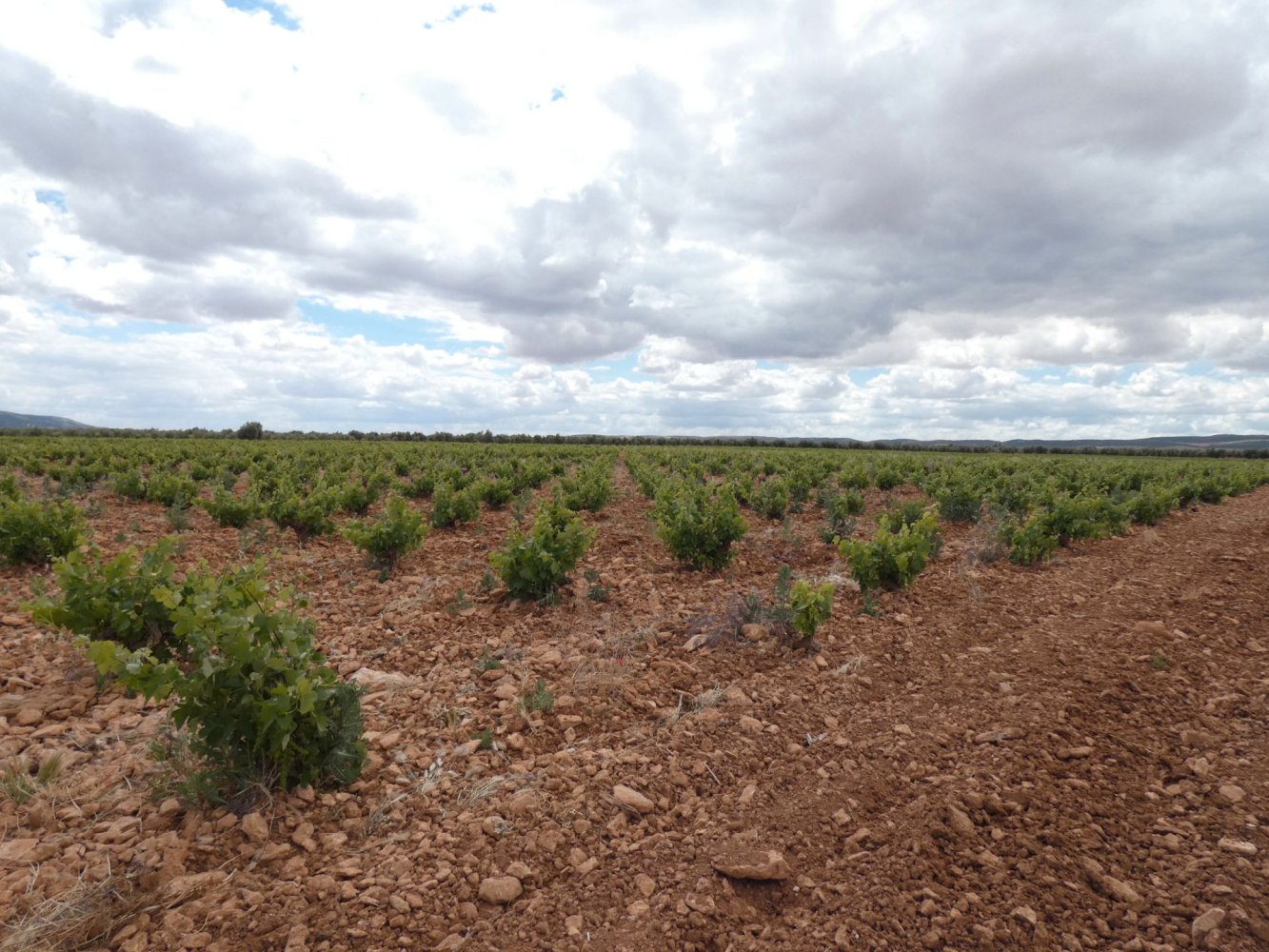 60500m² Land in Valdepenas, Spain No. 164658