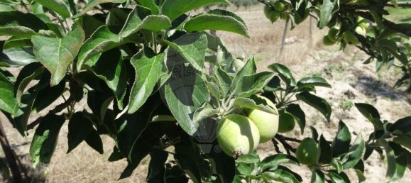 Casa T1 em Torrão, Portugal N.º 61500 35