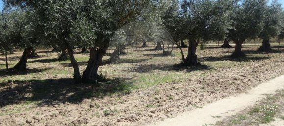 Casa T1 em Torrão, Portugal N.º 61500 23