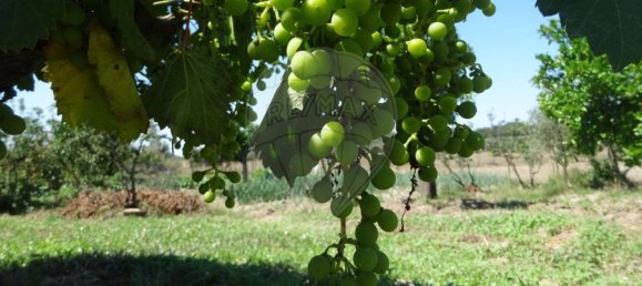 Casa T1 em Torrão, Portugal N.º 61500 36