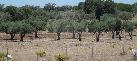 Casa T1 em Torrão, Portugal N.º 61500 31