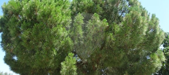 Casa T1 em Torrão, Portugal N.º 61500 24