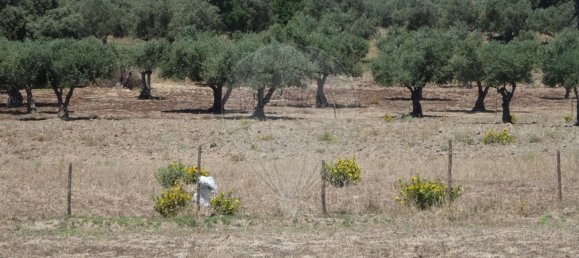 Casa T1 em Torrão, Portugal N.º 61500 7