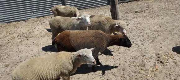 Casa T1 em Torrão, Portugal N.º 61500 10