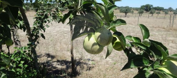 Casa T1 em Torrão, Portugal N.º 61500 34