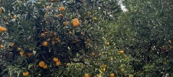 5-Zimmer Haus in Monteroni di Lecce, Italy, Nr. 230618 12