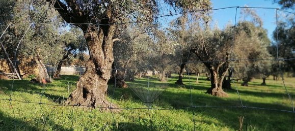 1 bedroom House in Alegrete, Portugal No. 28302 5