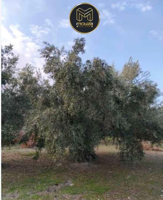 Terreno en Jaén, Spain 13000 m² No. 135481