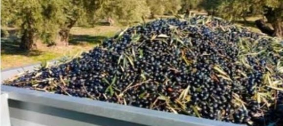 Terreno en Jaén, Spain 13000 m² No. 135481 3