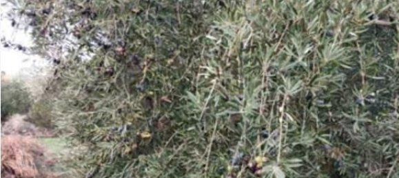 Terreno en Jaén, Spain 13000 m² No. 135481 2