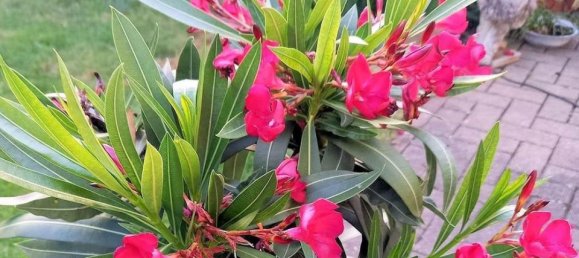 4 Schlafzimmer Stadthaus in Saarland, Germany, Nr. 26441 8