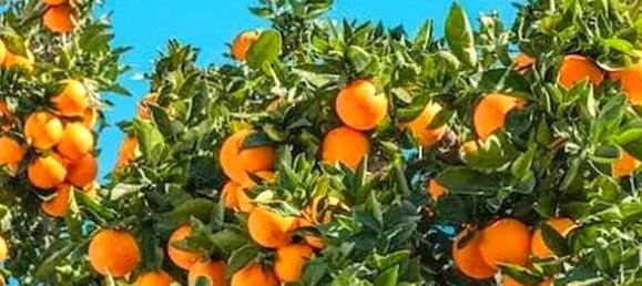 3 غرف نوم تاون هاوس في Algorfa, Spain رقم 170312 18