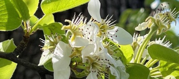  قطعة أرض في Randegg, Austria رقم 162772 3