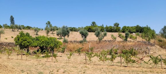 Grundstück in Proenca a Nova, Portugal, Nr. 250201 13