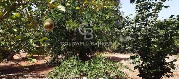 1 room Land in San Vito dei Normanni, Italy No. 166959 17