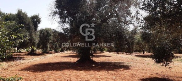 1 room Land in San Vito dei Normanni, Italy No. 166959 24