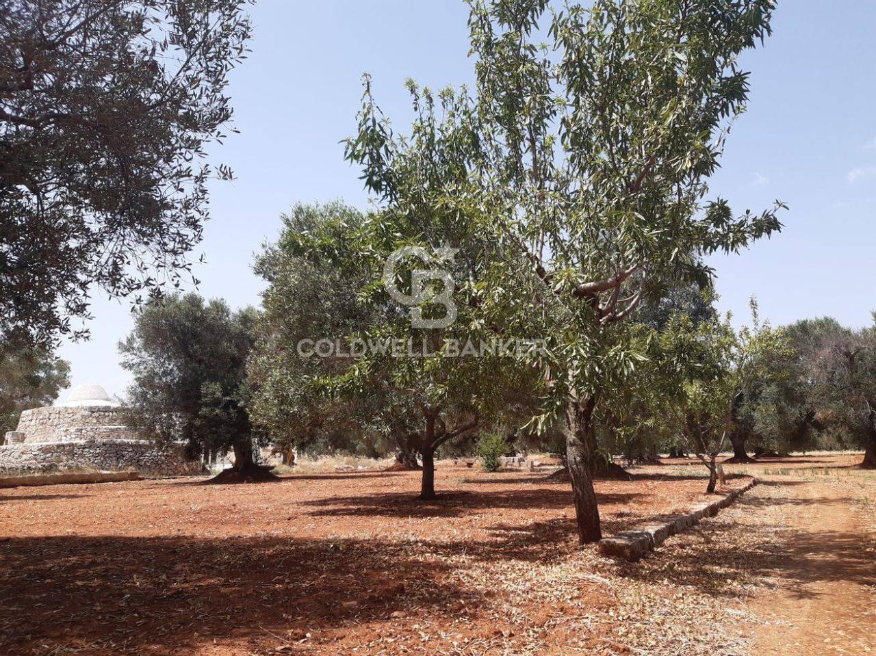 1 room Land in San Vito dei Normanni, Italy No. 166959