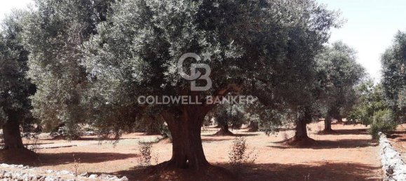 1 room Land in San Vito dei Normanni, Italy No. 166959 12