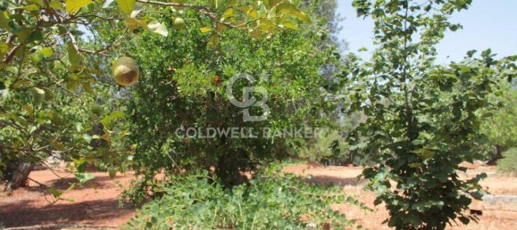 1 room Land in San Vito dei Normanni, Italy No. 166959 37