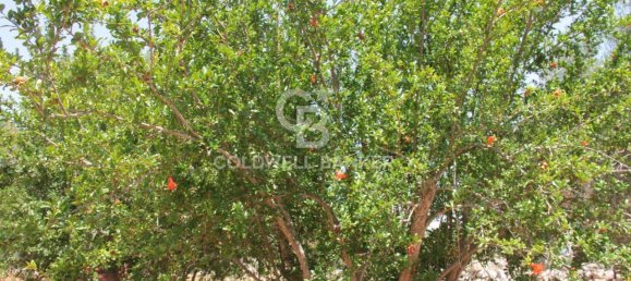 1 room Land in San Vito dei Normanni, Italy No. 166959 34