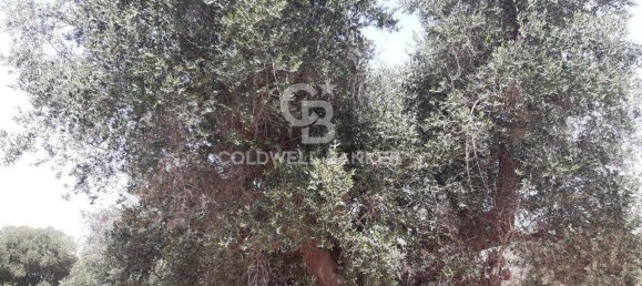 1 room Land in San Vito dei Normanni, Italy No. 166959 10