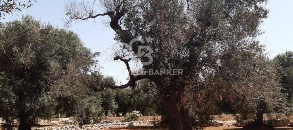 1 room Land in San Vito dei Normanni, Italy No. 166959 2