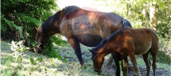  قطعة أرض في Cantelaes, Portugal 18000متر مربع رقم 190040 9