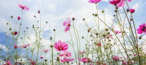 Grundstück in Michelhausen, Austria, Nr. 218248 6