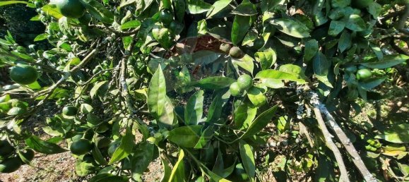 Дом с 4 спальнями в Сан Пайю де Олейруш, Португалия № 17411 38