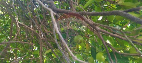 Дом с 4 спальнями в Сан Пайю де Олейруш, Португалия № 17411 25