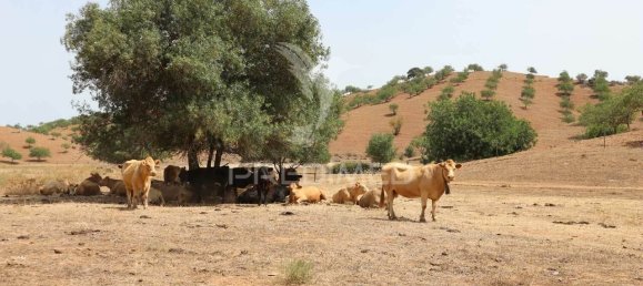 3 غرف نوم قطعة أرض في Azinhal, Portugal رقم 135541 20