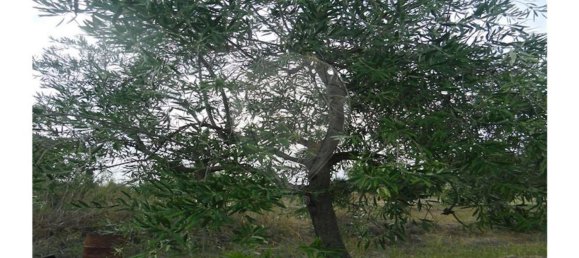 2 bedrooms House in Sao Pedro do Esteval, Portugal No. 34609 10