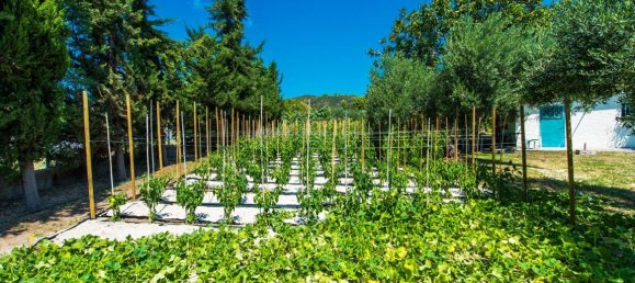 2500m² Hotel in Chalkidiki, Greece No. 6574 7