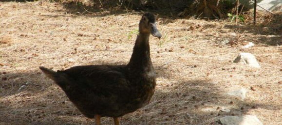 4 bedrooms Townhouse in Daya Nueva, Spain No. 132709 14