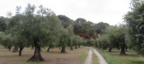 19290m² Land in Lamezia Terme, Italy No. 39280 7