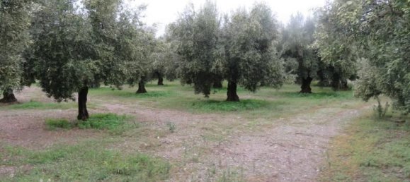 19290m² Land in Lamezia Terme, Italy No. 39280 6