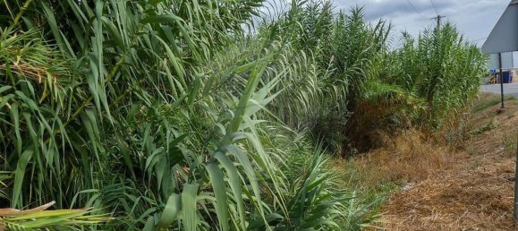 3 bedrooms House in Evora, Portugal No. 34211 7