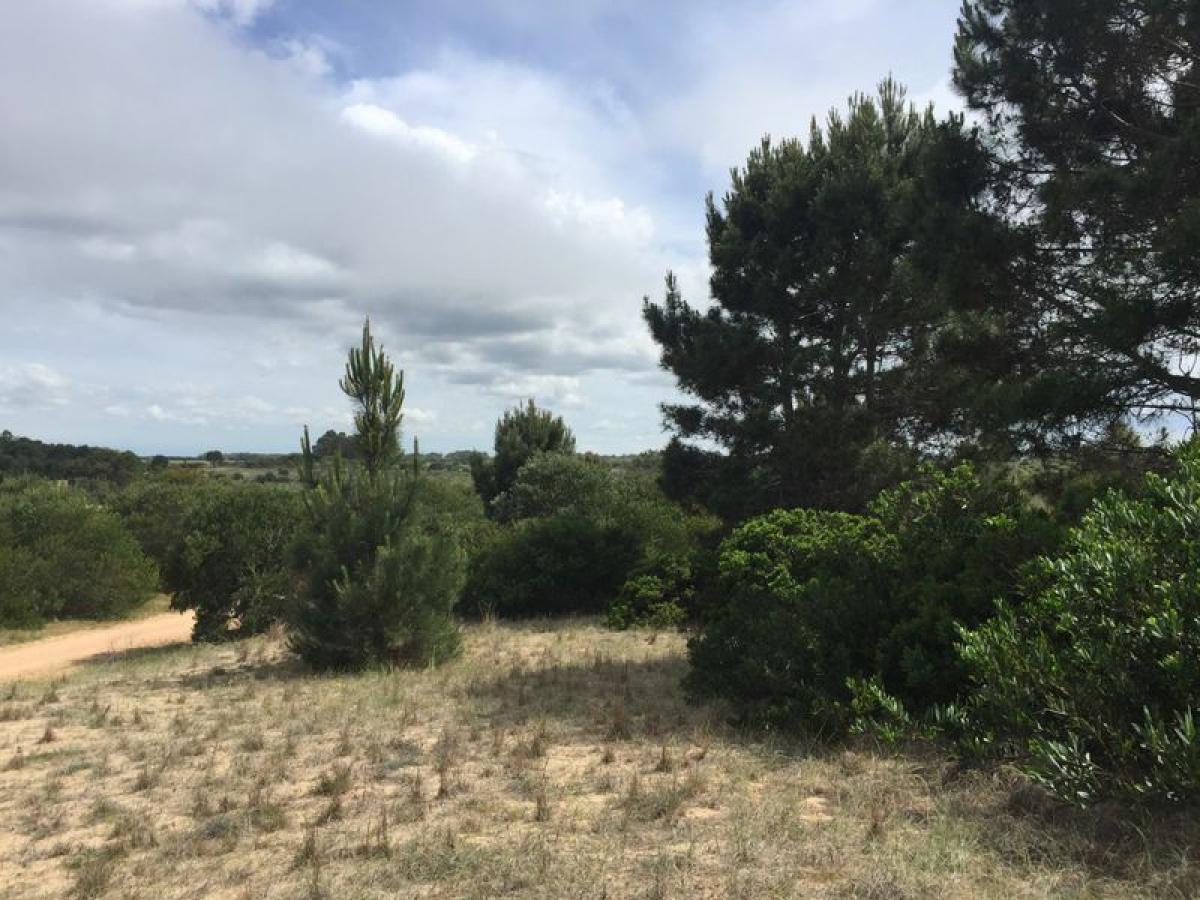 Grundstück in Maldonado, Uruguay, Nr. 14462