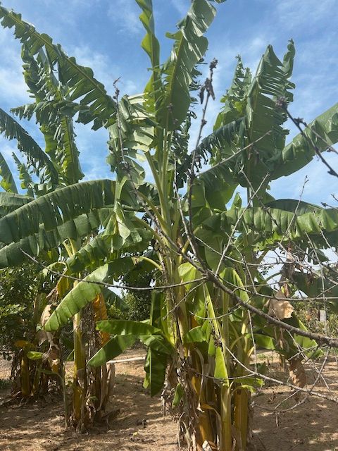 1250m² Land in Sueca, Spain No. 233716