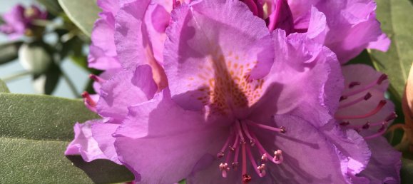 6-Zimmer Grundstück in Wandsbek, Germany, Nr. 293235 9