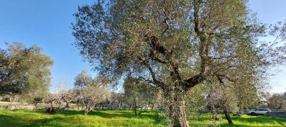 Земельный участок с 1 комнатой в Каровиньо, Италия № 116884 6