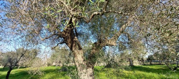 Земельный участок с 1 комнатой в Каровиньо, Италия № 116884 7